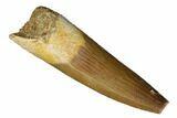 Bargain, Fossil Plesiosaur (Zarafasaura) Tooth - Morocco #186198-1